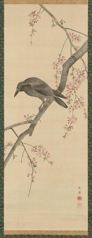 Crow and Cherry Blossoms