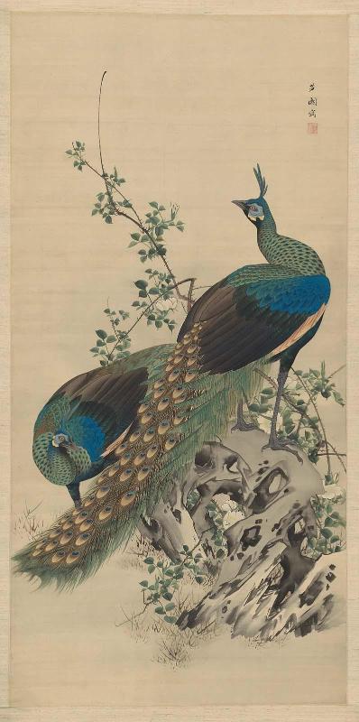 Peafowl