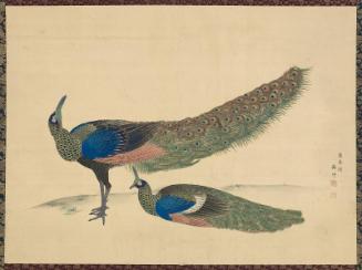 Peafowl