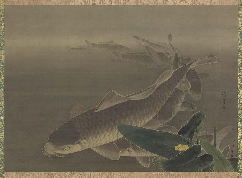 Carp and Yellow Water Lilies