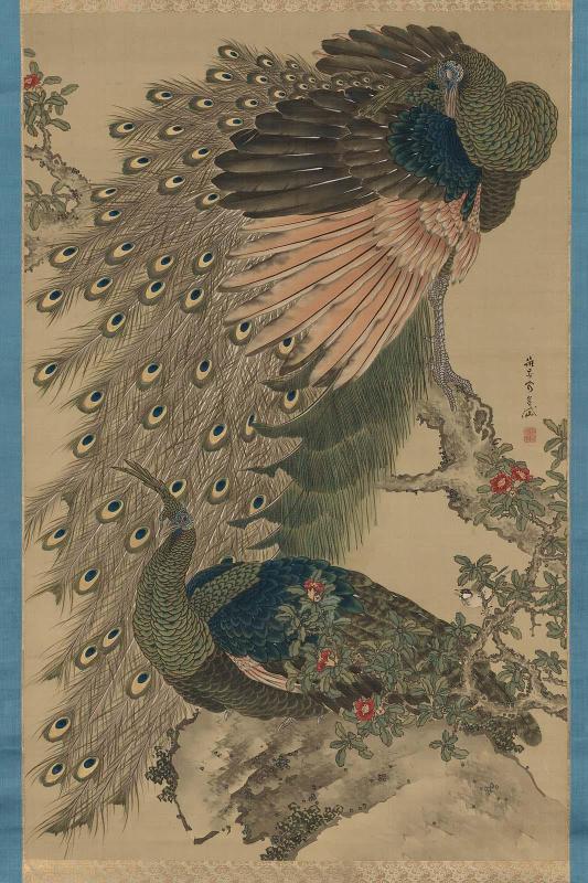 Peafowl