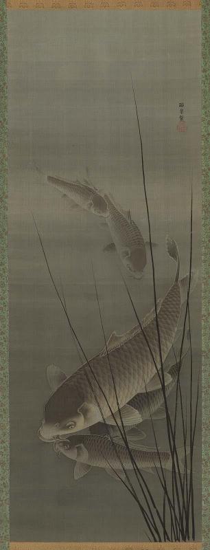 Carp