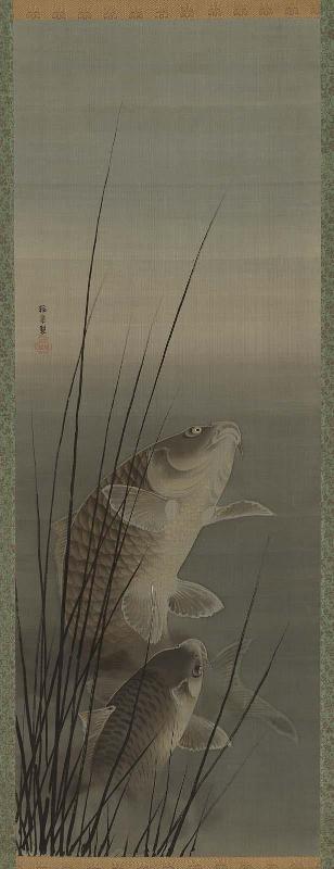 Carp