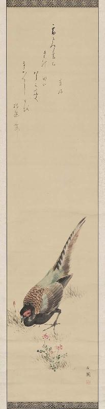 Pheasant