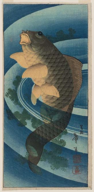 Carp