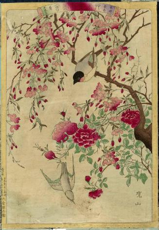 Weeping Cherry (Itozakura) and China Rose (Chôshun), with Warbler (Uguisu) and Mousebird (Kinezumidori), No. 15 from the series Plants and Trees, Flowers and Birds (Sômoku kachô zue)