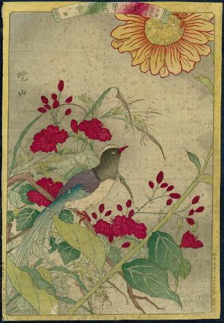 Orchid (Raran), Hibiscus (Shôdenkô), Saw-wort (Gomokukô), and Red-billed Blue Magpie (Sanjaku), No. 28 from the series Plants and Trees, Flowers and Birds (Sômoku kachô zue)