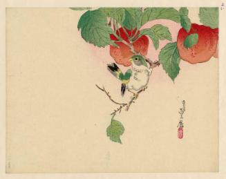 Bird on Branch of Fruit Tree