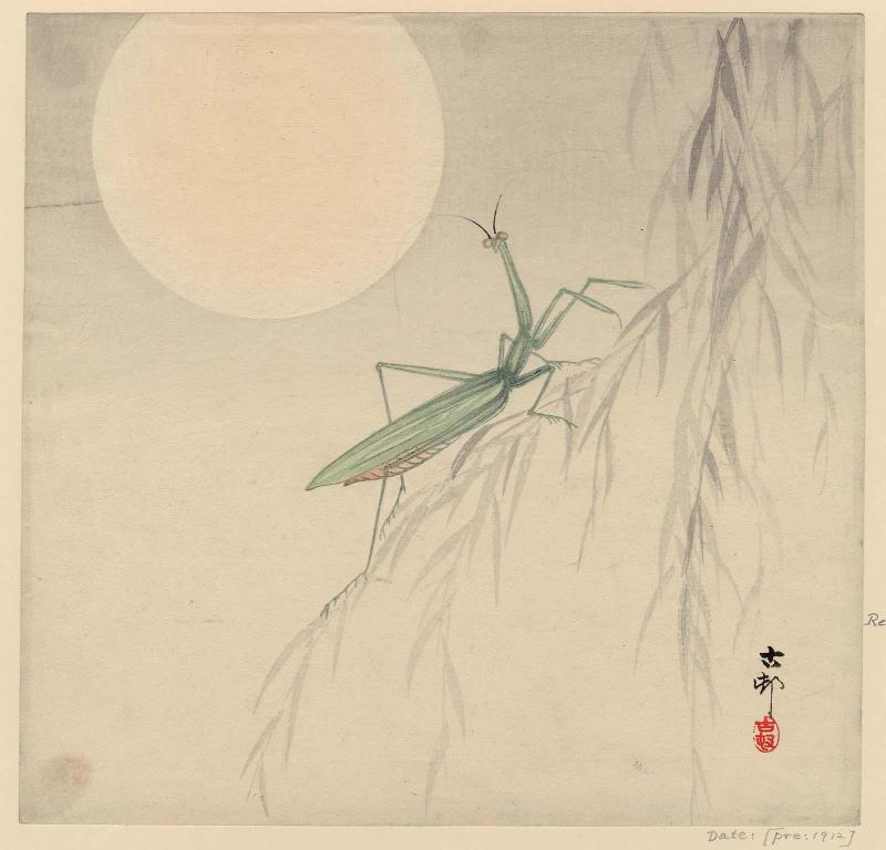 Praying Mantis and Full Moon
