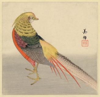 Golden Pheasant
