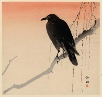 Crow on Willow Branch