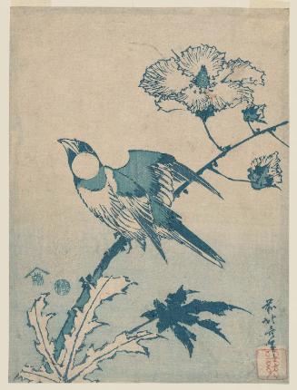 Finch on Hibiscus, from an untitled series of blue (aizuri) prints