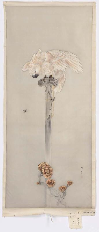 Cockatoo on a  Perch