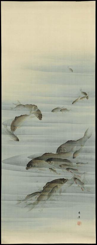 Carp