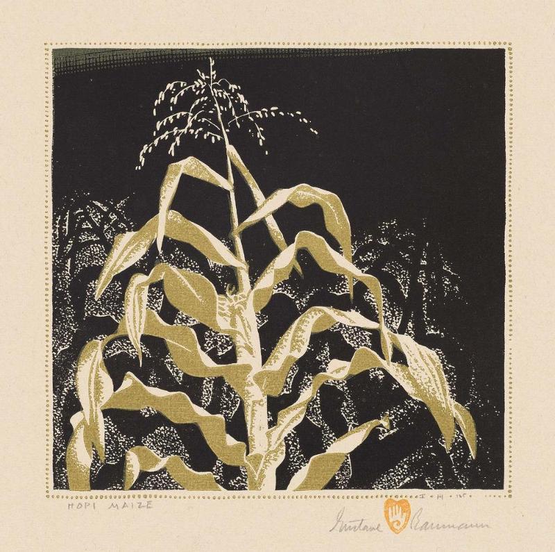 Hopi Corn (Hopi Maize)