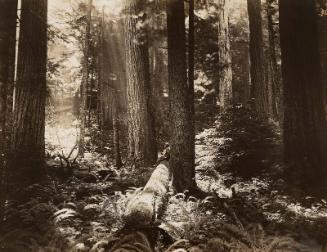 Untitled (View of Forest with Man Seated on Fallen Tree)