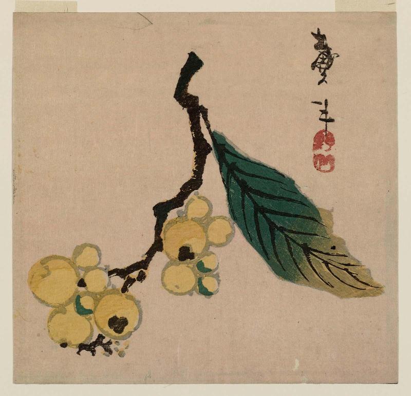 Branch of Loquat