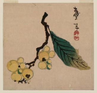 Branch of Loquat