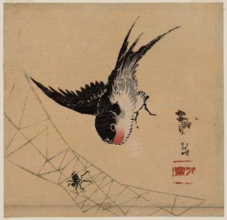 Swallow and Spider