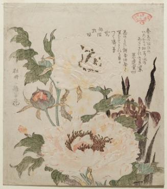 Iris and Peony, from the series Plants for the Kasumi Circle (Kasumiren sômoku awase)
