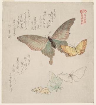 Moths and Butterflies, from the series A Picturebook of Butterflies (Gunchô gafu)