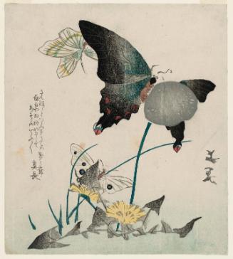 Dandelions and Butterflies