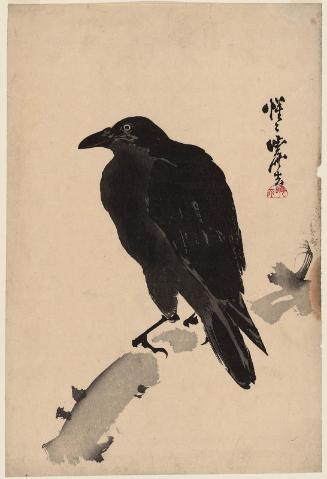 Black Crow