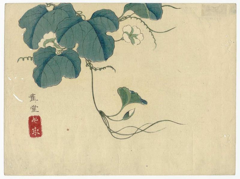 Yûgao Vine