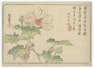 Hollyhock, from the album Shoga jô