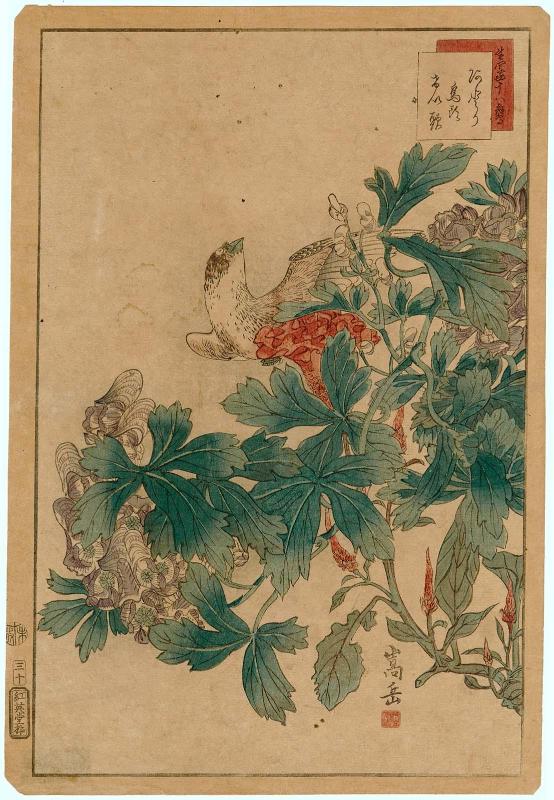 No. 30, Mountain Finch, Aconite, Cockscomb (Atori, uzu, keitô), from the series Forty-eight Hawks Drawn from Life (Ikiutsushi shijûhachi taka)