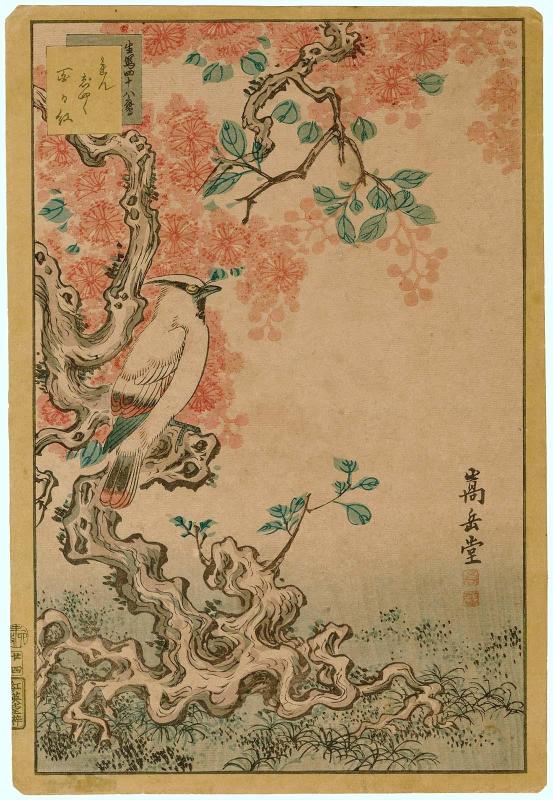 No. 24, Cedar Waxwing and Crape Myrtle (Renjaku, sarusuberi), from the series Forty-eight Hawks Drawn from Life (Ikiutsushi shijûhachi taka)