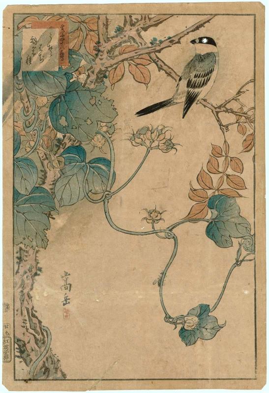 No. 29, Bullfinch, Bee, and Morning Glory in Seed (Uso, haji, asagao tane), from the series Forty-eight Hawks Drawn from Life (Ikiutsushi shijûhachi taka)