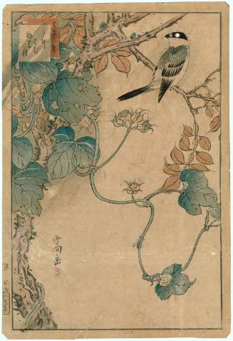No. 29, Bullfinch, Bee, and Morning Glory in Seed (Uso, haji, asagao tane), from the series Forty-eight Hawks Drawn from Life (Ikiutsushi shijûhachi taka)