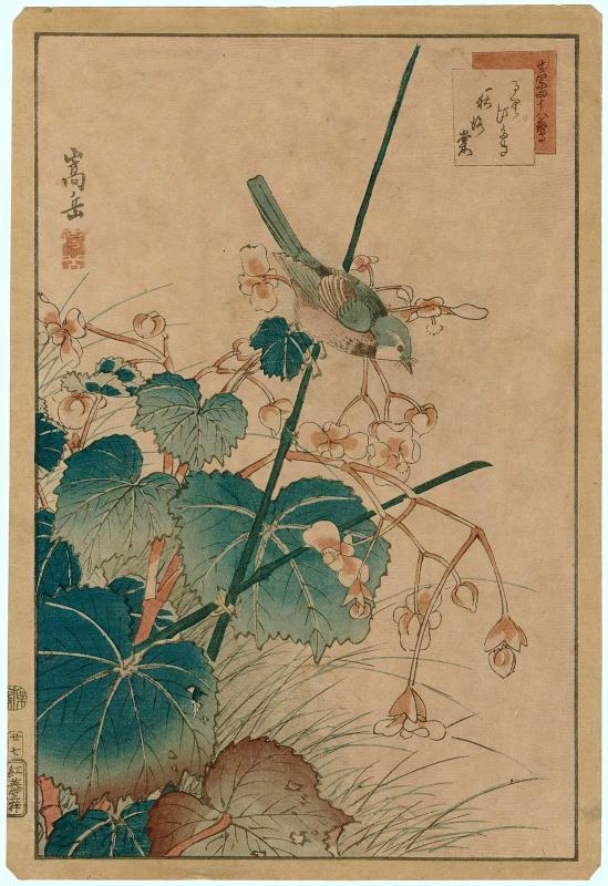 No. 27, Bluebird and Begonia (Ruribitaki, shûkaidô), from the series Forty-eight Hawks Drawn from Life (Ikiutsushi shijûhachi taka)