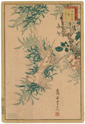 No. 18, White Swallow and Willow Rose (Shiratsubame, yanagibara), from the series Forty-eight Hawks Drawn from Life (Ikiutsushi shijûhachi taka)