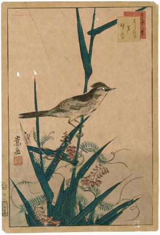 No. 13, Oriole, Reeds, and Wild Wisteria (Yoshikiri, ashi, nofuji), from the series Forty-eight Hawks Drawn from Life (Ikiutsushi shijûhachi taka)