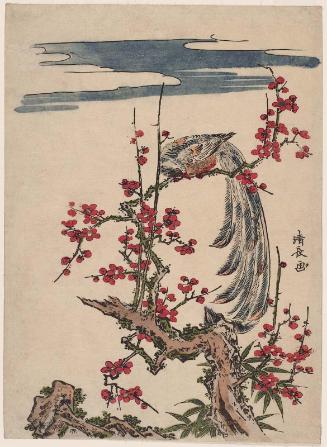 Golden Pheasant Perched on Red Plum Tree