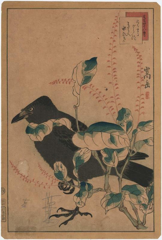 No. 34, Jackdaw and Spotted Jumpseed (Kokumarugarasu, madara no mizuhiki), from the series Forty-eight Hawks Drawn from Life (Ikiutsushi shijûhachi taka)