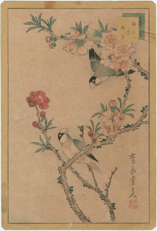 No. 5, Finches and Peach Blossoms (Bundori momo no hana), from the series Forty-eight Hawks Drawn from Life (Ikiutsushi shijûhachi taka)