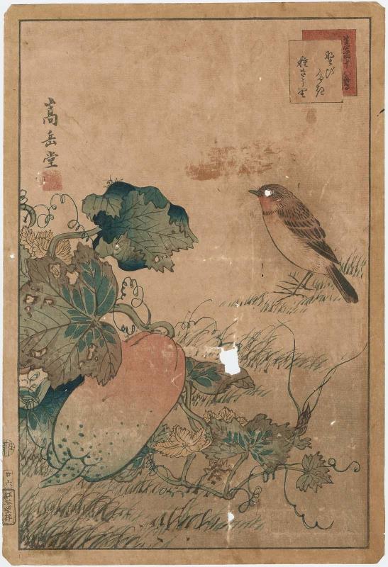 No. 26, Stonechat and Cucumber in Seed (Nobitaki, tane kyûri), from the series Forty-eight Hawks Drawn from Life (Ikiutsushi shijûhachi taka)