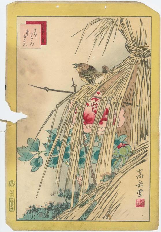 No. 42, Winter Wren and WInter Peony (Misosazai, fuyu botan), from the series Forty-eight Hawks Drawn from Life (Ikiutsushi shijûhachi taka)