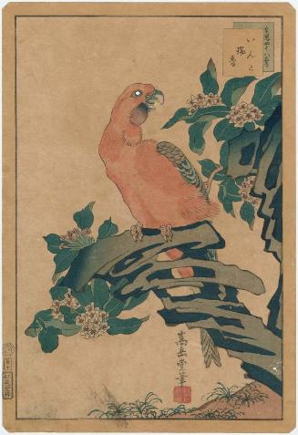 No. 10, Macaw and Aloe (Inko, zuika), from the series Forty-eight Hawks Drawn from Life (Ikiutsushi shijûhachi taka)