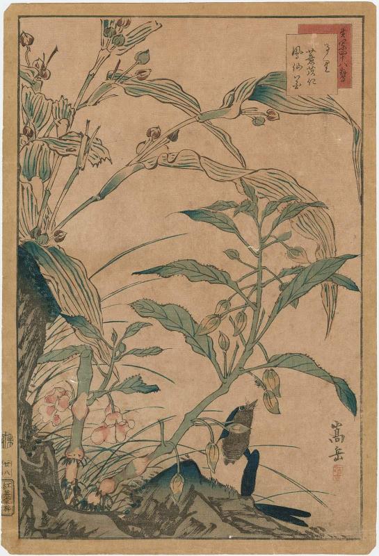 No. 28, Bluebird, Coix Seed, and Rose Balsam (Ruri, yokuinin, hôsenka), from the series Forty-eight Hawks Drawn from Life (Ikiutsushi shijûhachi taka)