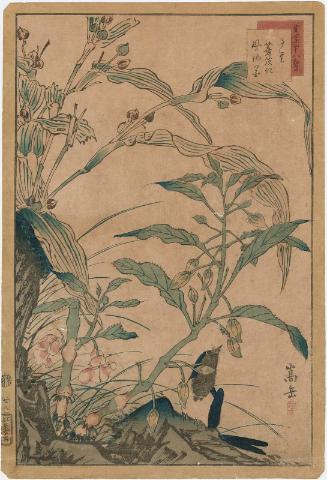 No. 28, Bluebird, Coix Seed, and Rose Balsam (Ruri, yokuinin, hôsenka), from the series Forty-eight Hawks Drawn from Life (Ikiutsushi shijûhachi taka)
