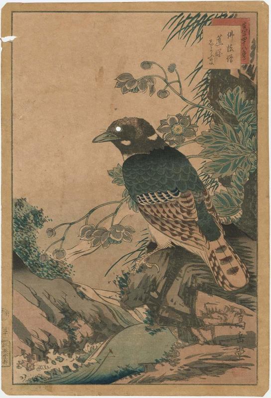 No. 31, Broad-Billed Roller and Renge-shôma (Buppôsô, renge shôma), from the series Forty-eight Hawks Drawn from Life (Ikiutsushi shijûhachi taka)