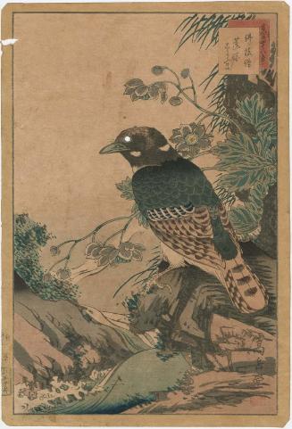 No. 31, Broad-Billed Roller and Renge-shôma (Buppôsô, renge shôma), from the series Forty-eight Hawks Drawn from Life (Ikiutsushi shijûhachi taka)