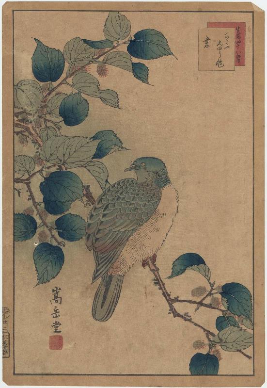 No. 22, Dove and Mulberry (Chôshû hato, kuwa), from the series Forty-eight Hawks Drawn from Life (Ikiutsushi shijûhachi taka)