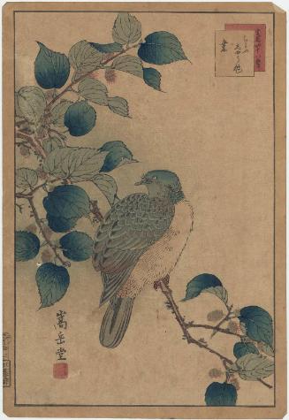 No. 22, Dove and Mulberry (Chôshû hato, kuwa), from the series Forty-eight Hawks Drawn from Life (Ikiutsushi shijûhachi taka)