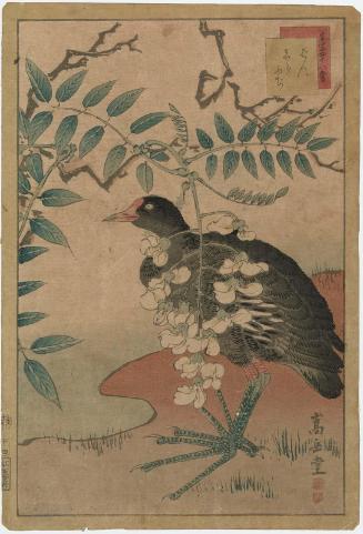 No. 14, Moorhen and White Wisteria (Ban, shirafuji), from the series Forty-eight Hawks Drawn from Life (Ikiutsushi shijûhachi taka)