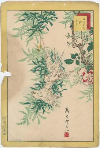 No. 18, White Swallow and Willow Rose (Shiratsubame, yanagibara), from the series Forty-eight Hawks Drawn from Life (Ikiutsushi shijûhachi taka)